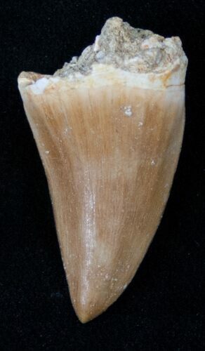 Fossil Mosasaurus Tooth #17023